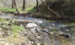 &Delta;&iota;&alpha;&kappa;&omicron;&pi;έ&sigmaf; &sigma;&tau;&eta; &phi;ύ&sigma;&eta;